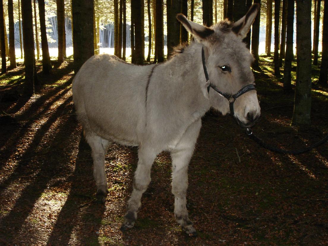 Lenni